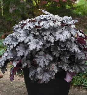 Coral Bells:  'Dressed Up Evening Gown ' - 1gal (Bl)