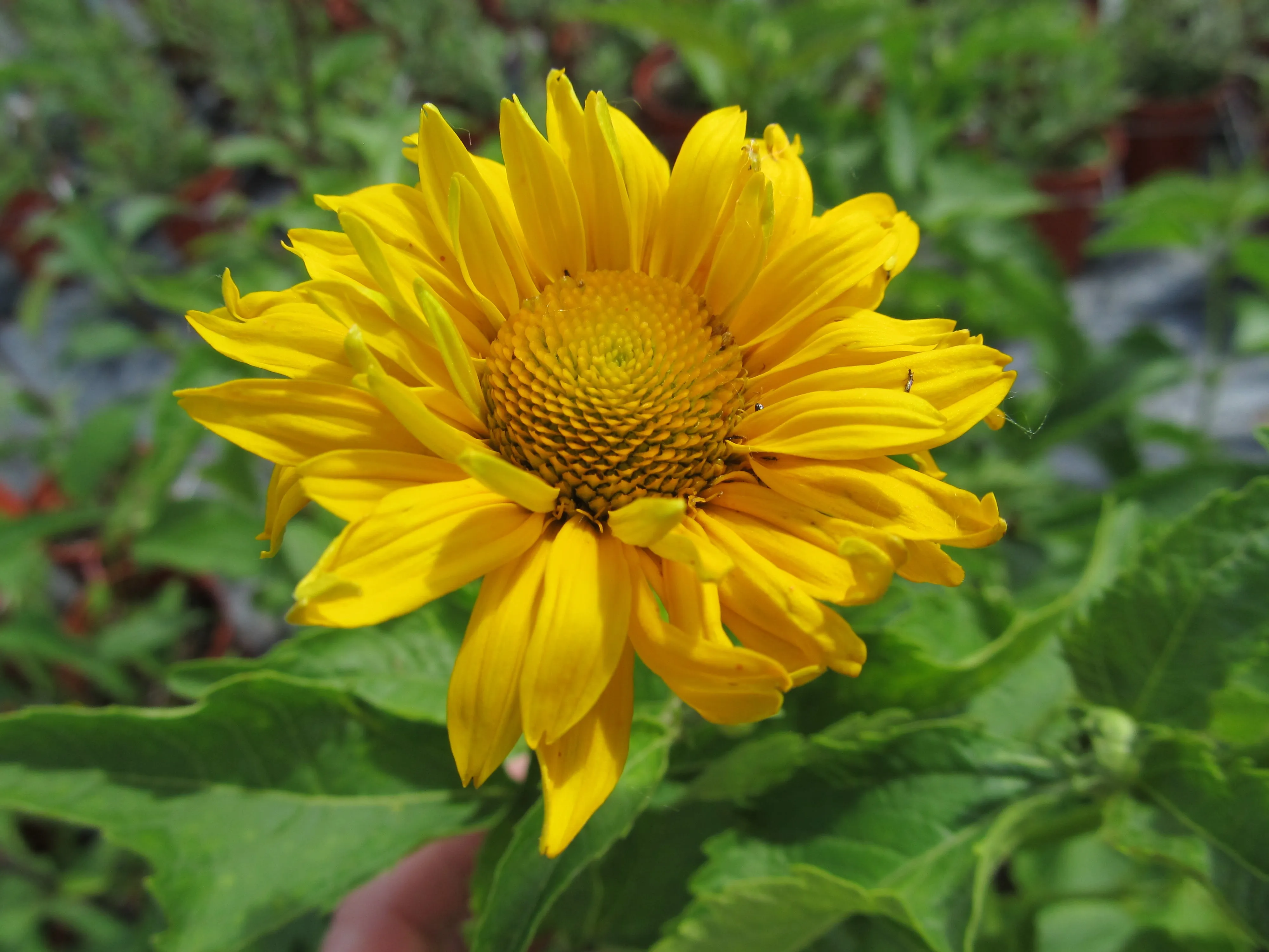 False Sunflower:  'Summer Sun' 15cm (Bl)