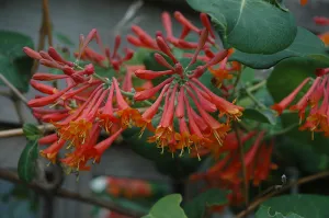 Honeysuckle:  'Dropmore Scarlet Trumpet' 2 Gal (Jf)