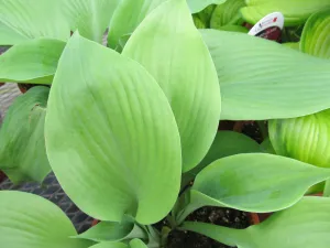 Hosta:  'Sum and Substance' - 1 gal (VN)