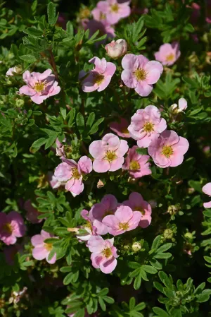 Potentilla:  'Pink Beauty' (Au)