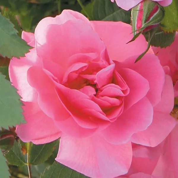 Rose:  'John Davis Climbing' Pink- 2 Gal (Bl)